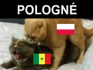 pologne-du-coupe-copuler-chat-quintered-other-senegal-monde-coit-sexe-cdm