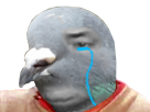 celestin pigeon triste risitas