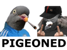 wesh-pigeon-risitas-pigeoned