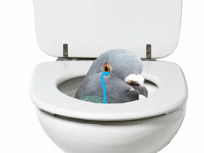 risitas celestin toilettes pigeon