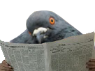 journal-pere-risitas-pigeon