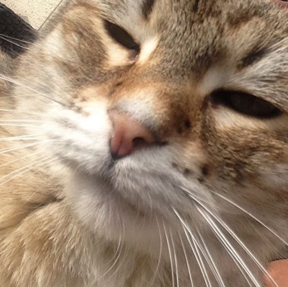 chat wesh tartauchat