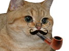 chat-noble-felin-other-pipe