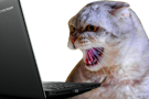 ordinateur-pc-other-chat-rage-felin