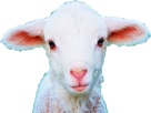chevre-belier-mashimouton-brebis-mouton-other-blanc-cute-mignon-bouc-agneau-laine-kawaii-animaux-animal