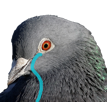 oiseau-pls-jvc-triste-piaf-pigeon-pleurer-trisstesse-larme