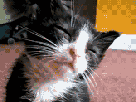 other-gif-sieste-chat-fatigue
