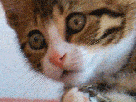 gif-other-surpris-choque-chat