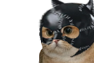 other-sodium-chat-catwoman