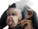 risitas singe oui monstre