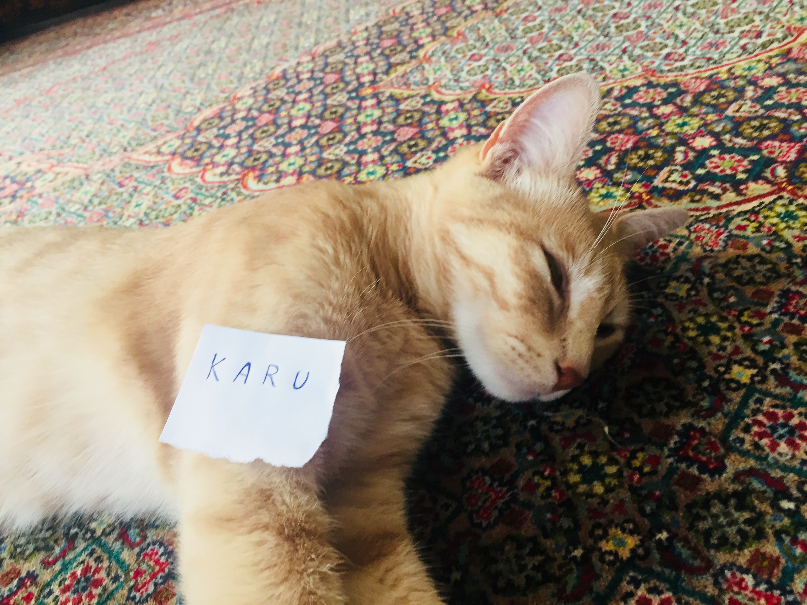 chat risitas dedi dedichat