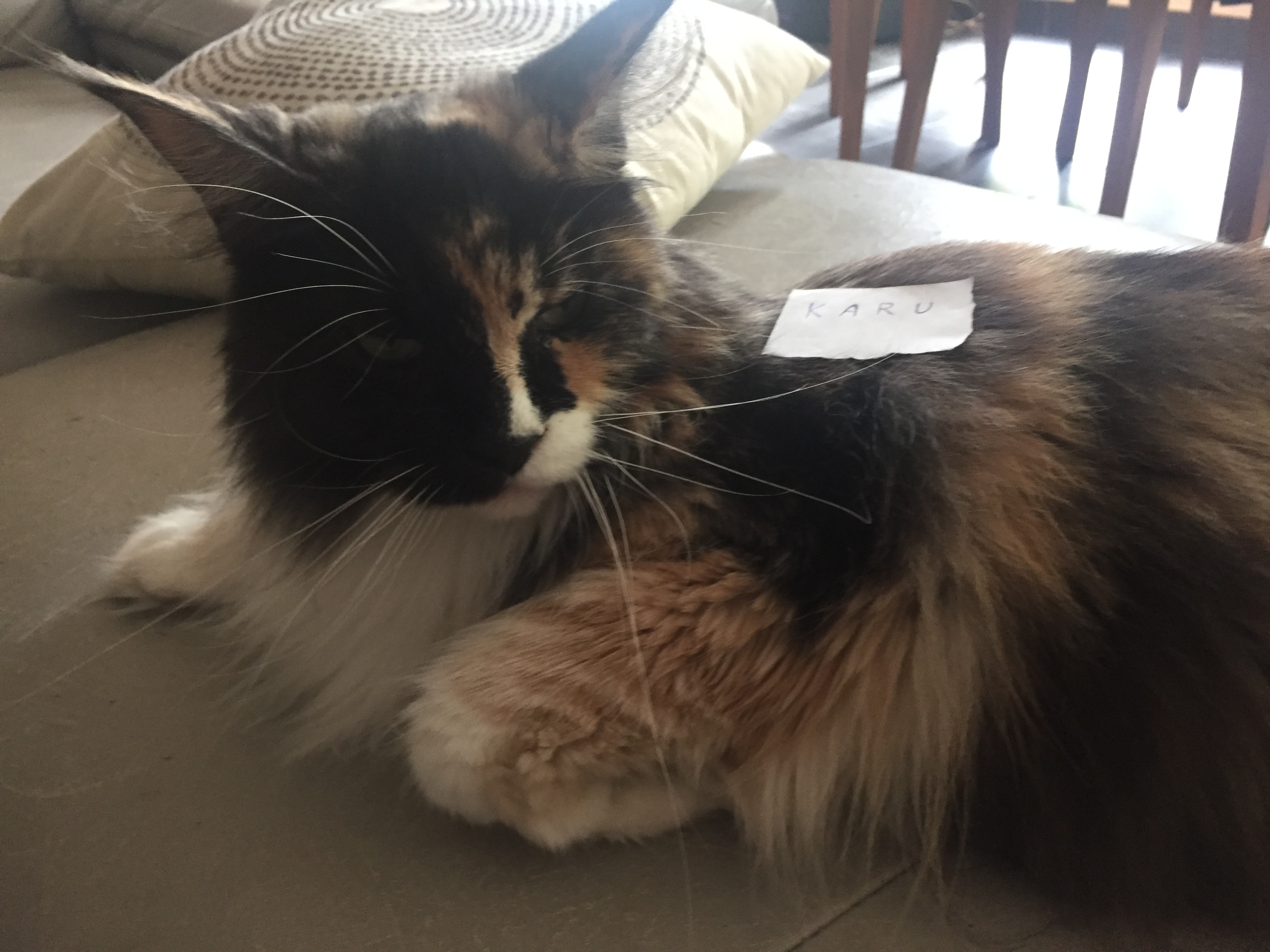 risitas dedi dedichat chat