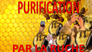 guepes-ruche-abeilles-par-la-risitas-miel-purification