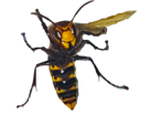 deter-insecte-frelon-guepe-menacant-abeille-piqure