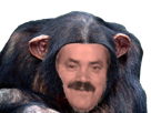 risisinge-chimpanze-bononbo-risitas-monkey-tinnova-moqueur-singe-macaque-sourire