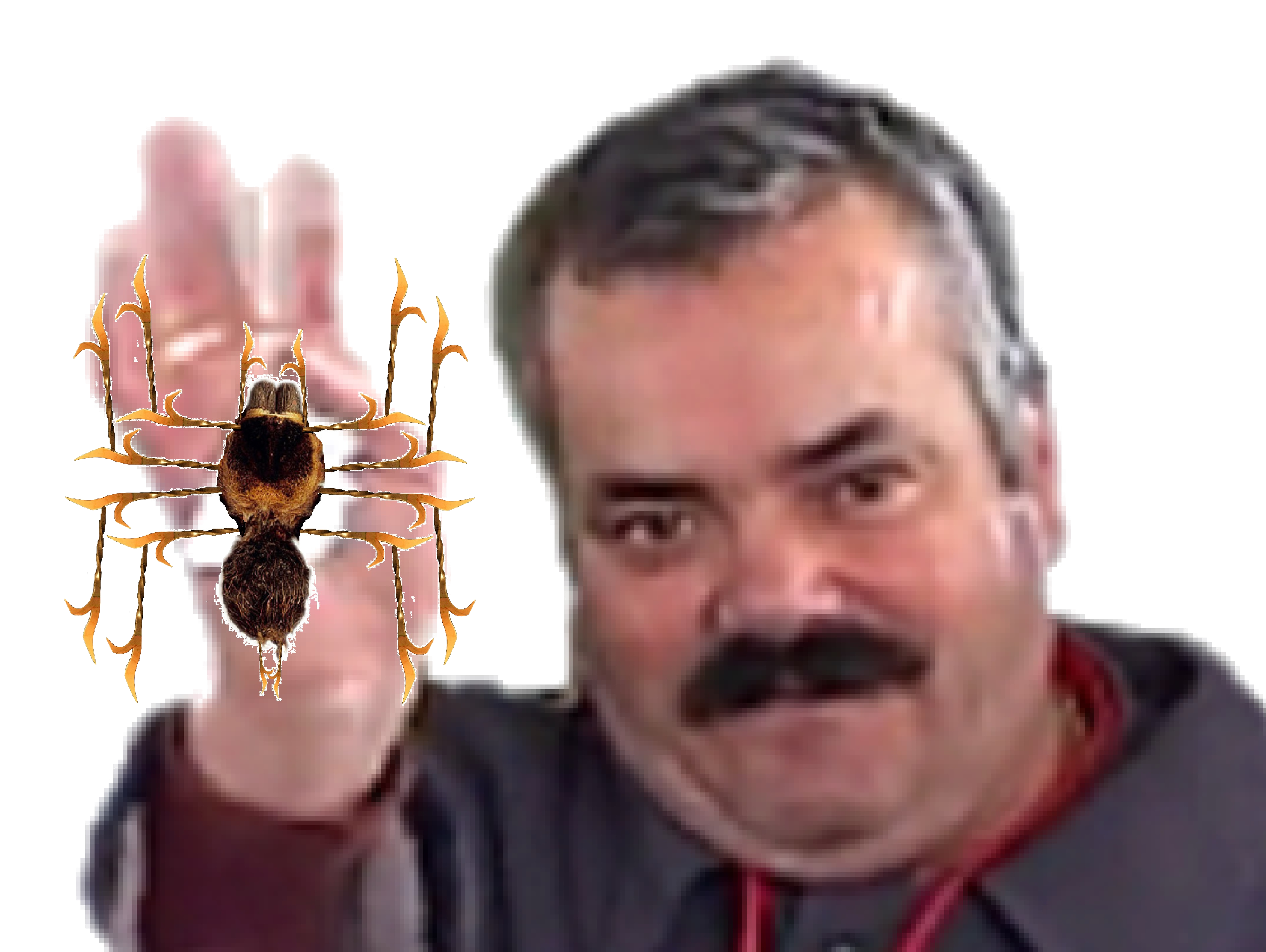 tison risitas ayaaaa 666 ddb araignee