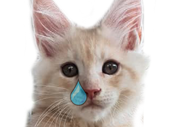 Sticker De Cleliavdv Sur Risitas Oksana Chat Chatte Chaton Triste Chiale Pleure Ouin Ouin Gneu Gneu Sticker Id