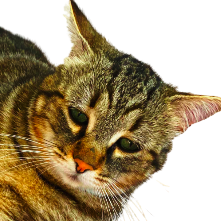 Sticker De Polachek2 Sur Other Chat Depressif Sadcat Triste Cat Sticker Id