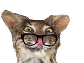 Sticker De Jeanbon Sur Other Chat Lunettes Pardon Empaille Taxidermie Sticker Id