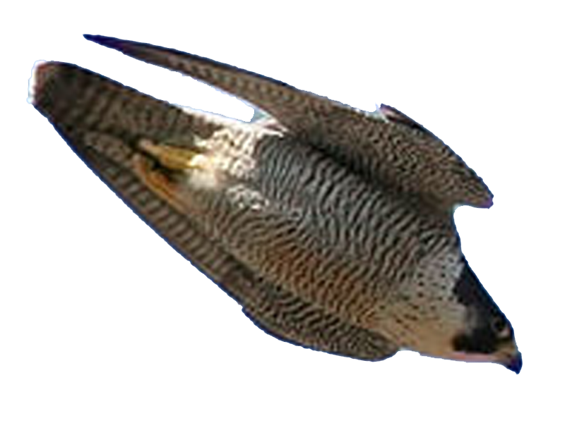 faucon femelle 6 lettres
